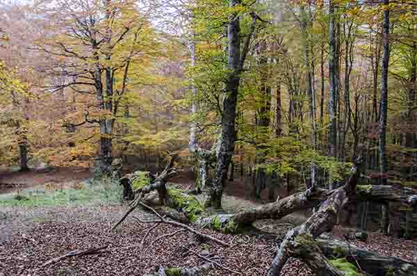 Reyno de Navarra - selva de Irati 33.jpg